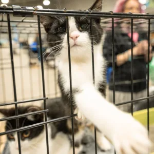 Subaru Loves Pets Adoption, Rescue Village expands for Pet Expo ’26